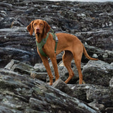 Hurtta Weekend Warrior Eco Hedge petnešos