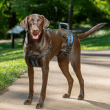 PetSafe CareLift Support - reabilitacinės petnešos šunims