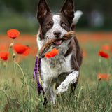 Stirnos kailio žaislas DOGGIE ZEN